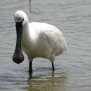 천연기념물 저어새(Black-faced spoonbill) 이미지