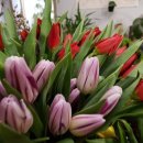 피아노숲 이미지