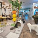 명품고양이카페 이미지