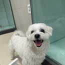돌담동물의료센터 네이버블로그