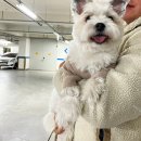 멍지중지 이미지