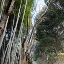 노루 화장실 | [제주] 제주시내 가성비 산책 코스 한라수목원에서 광이오름 가고 노루 먹방 직관 후기 🌳🦌