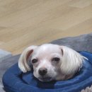 안호영동물병원 이미지