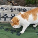 올래민박 네이버블로그