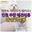 남부초등학교 | 드디어 강아지 미용실 정착! 인천 주안 애견미용 솔솔펫살롱 말티즈 베이비컷 후기