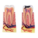 흰치과의원 이미지