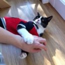 코코보노 고양이호텔 이미지