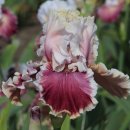 아이리스 이미지