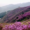 분홍빛 진달래 보러 떠나자! 여수 영취산 진달래축제 이미지