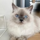 도도한 개냥이 이미지