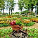 보강천 미루나무숲 이미지