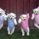 귀여운 강아지 이미지