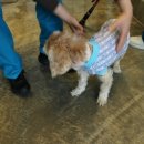 나눔동물병원 이미지