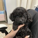 마이퍼피 경남거제점 | 거제강아지분양 사랑스러운 둘째 강이 데려 온 후기 (feat. 마이퍼피)