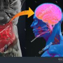 배속에 칸디다균 많을 경우 어린아이의 ADHD 위험은 높아져요 이미지