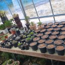 바래기암소한마리 이미지