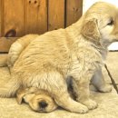 우성동물병원 이미지