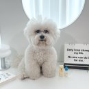 루멘 | 백내장 강아지 눈영양제, 루멘프로 안약 6개월 후기