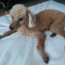 신광동물병원 이미지