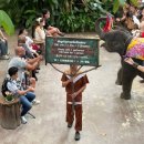 코끼리카써비스 | 아이와 파타야여행 코끼리빌리지 후기 몽창카페 판타지쇼 시간