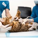 라파엘동물병원 이미지