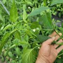 당뇨환우에게 희소식 유기농 살리초고추잎, 홍고추 수확 이미지