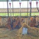 한국한우 이미지