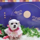 꿈꾸는강아지 이미지