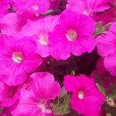 경산시민협동조합택시 이미지