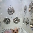 행복하개 애견샵 이미지