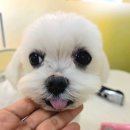 오늘도 해맑개 이미지