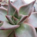 타우르스 이미지