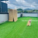 댕댕이 지구대 이미지