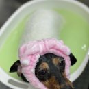 댕댕스파 이미지