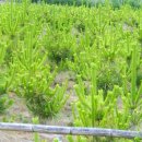 황금소나무농원 이미지