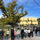 무정면 은행나무 축제 이미지