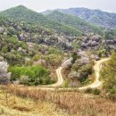 꽃길따라 이미지