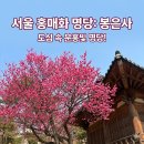 봉은사 선불당 | 봉은사 홍매화 서울 꽃놀이 필수 코스 명당 실시간 개화 현황