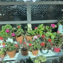 섬꽃향기 민박 이미지