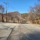 탄금목재