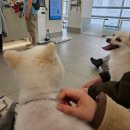 라임동물병원 | 청라라임동물의료센터 건강검진, 스케일링 후기!(9살 강아지)