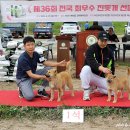 한국진돗개연맹 전람회에서(5) 이미지