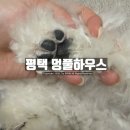 멍풀하우스 네이버블로그