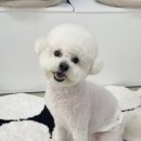 몽톡 이미지