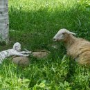 대행목장 1 이미지