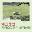 온도쉼터 | 천안 강아지 산책 추천 천안축구센터 반려인쉼터 주차 후기