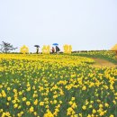 수선화