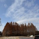 길상로 | [강화도] 메타포레스트 카페 초겨울 방문 후기 | 메타세콰이어 숲 카페, 데이트 기록