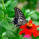 꽃과 나비 이미지