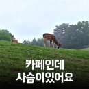 자유공간 사슴목장 | 초록뿔 언덕 카페·사슴목장 후기, 꽃사슴과 힐링 (위치·체험 시간)